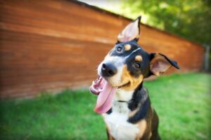 Cute dog with perky ears and tongue sticking out